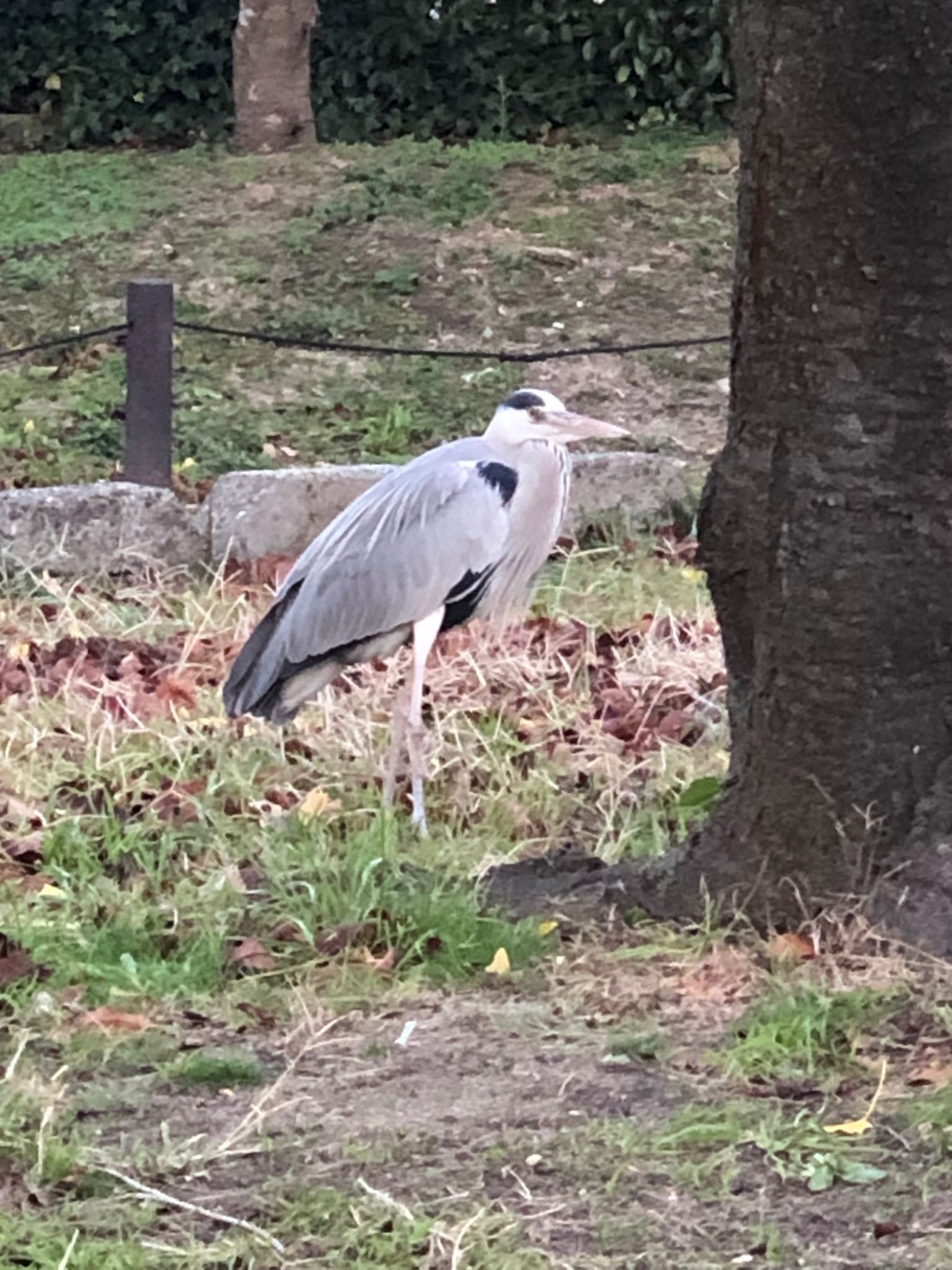 Photo of Grey Heron at 大阪市住之江区 by アカウント6207