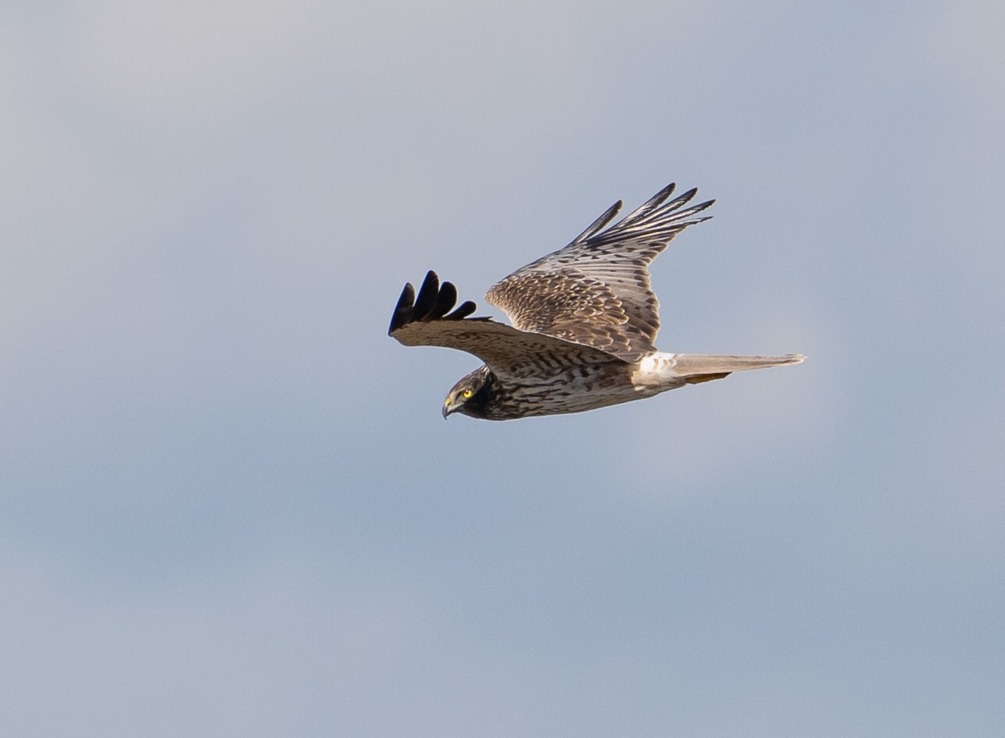 Photo of Eastern Marsh Harrier at  by 倶利伽羅