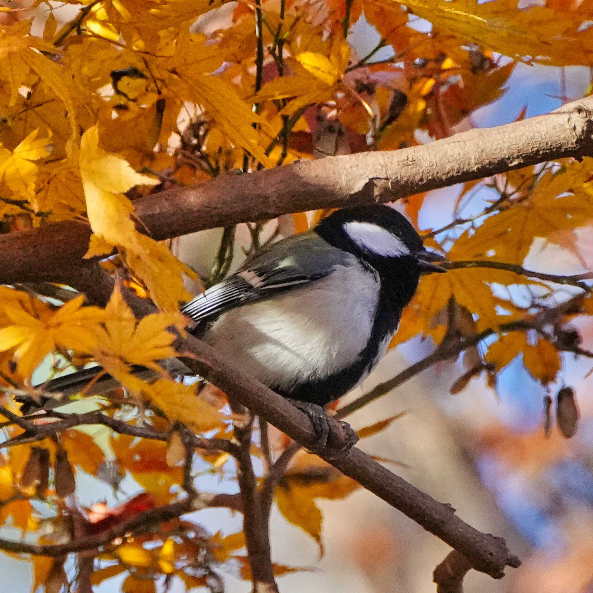 シジュウカラ