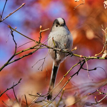 2021年12月13日(月) 上総国佐倉城跡の野鳥観察記録