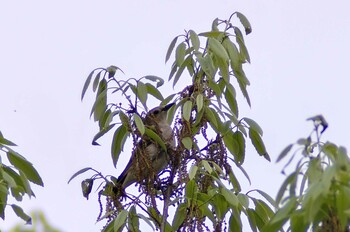 Chestnut-cheeked Starling 杁ヶ池公園 Tue, 4/21/2020