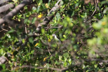 White-breasted Waterhen Sri Nakhon Khuean Khan Park And Botanical Garden Sun, 3/19/2017