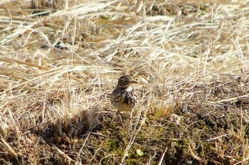 Water Pipit Unknown Spots Sun, 1/3/2021