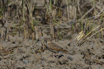 ヒバリ 湖北野鳥センター 2021年10月31日(日)