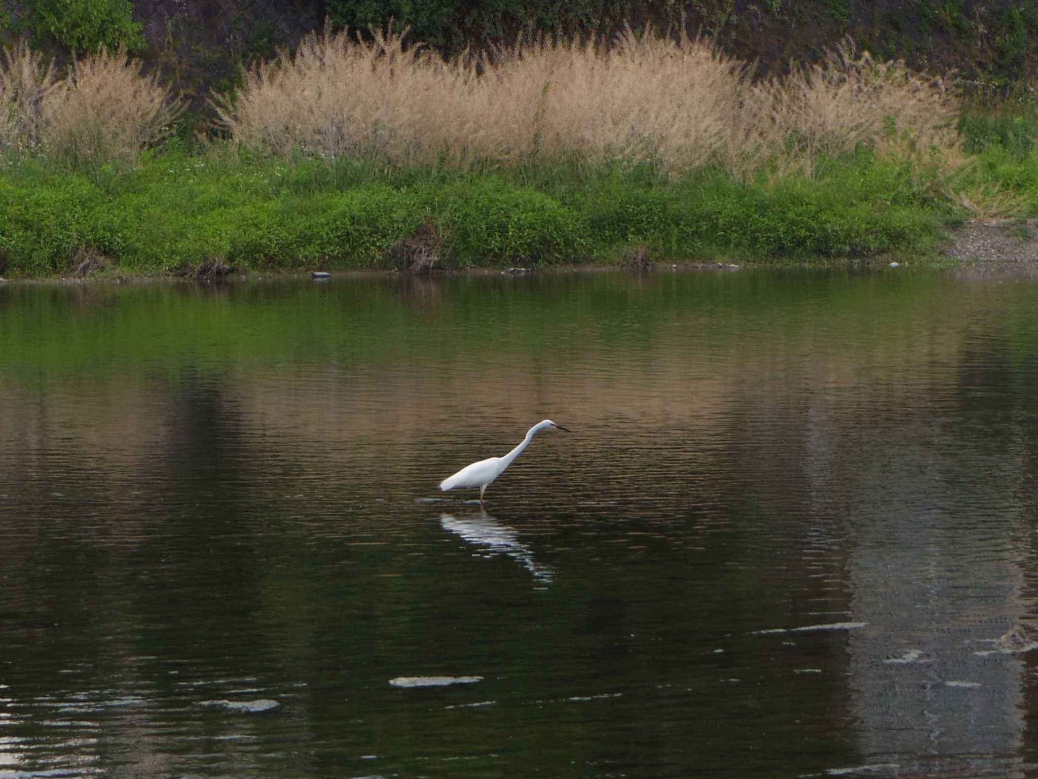 Photo of Little Egret at 京都府　鴨川 by smallfield