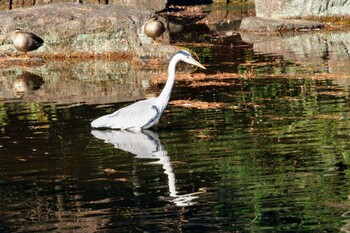 Grey Heron Hikarigaoka Park Mon, 12/20/2021