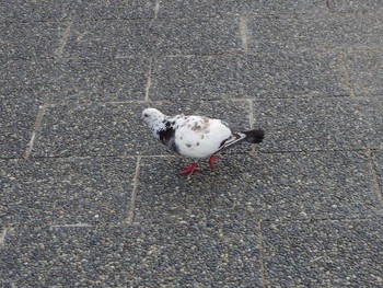 Rock Dove 京都府　鴨川 Sat, 6/10/2017