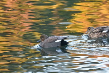 2021年12月19日(日) 長浜公園の野鳥観察記録