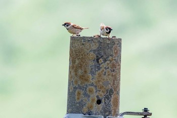 スズメ 山口県秋吉台 2017年6月10日(土)