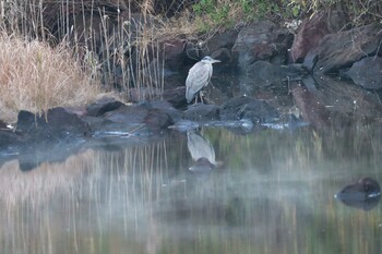 2021年12月20日(月) 長浜公園の野鳥観察記録