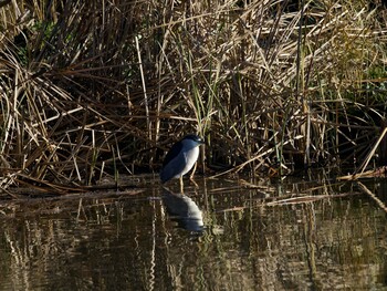 2021年12月20日(月) 境川遊水地公園の野鳥観察記録