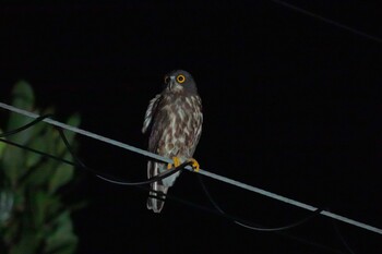 2021年10月25日(月) 石垣島の野鳥観察記録