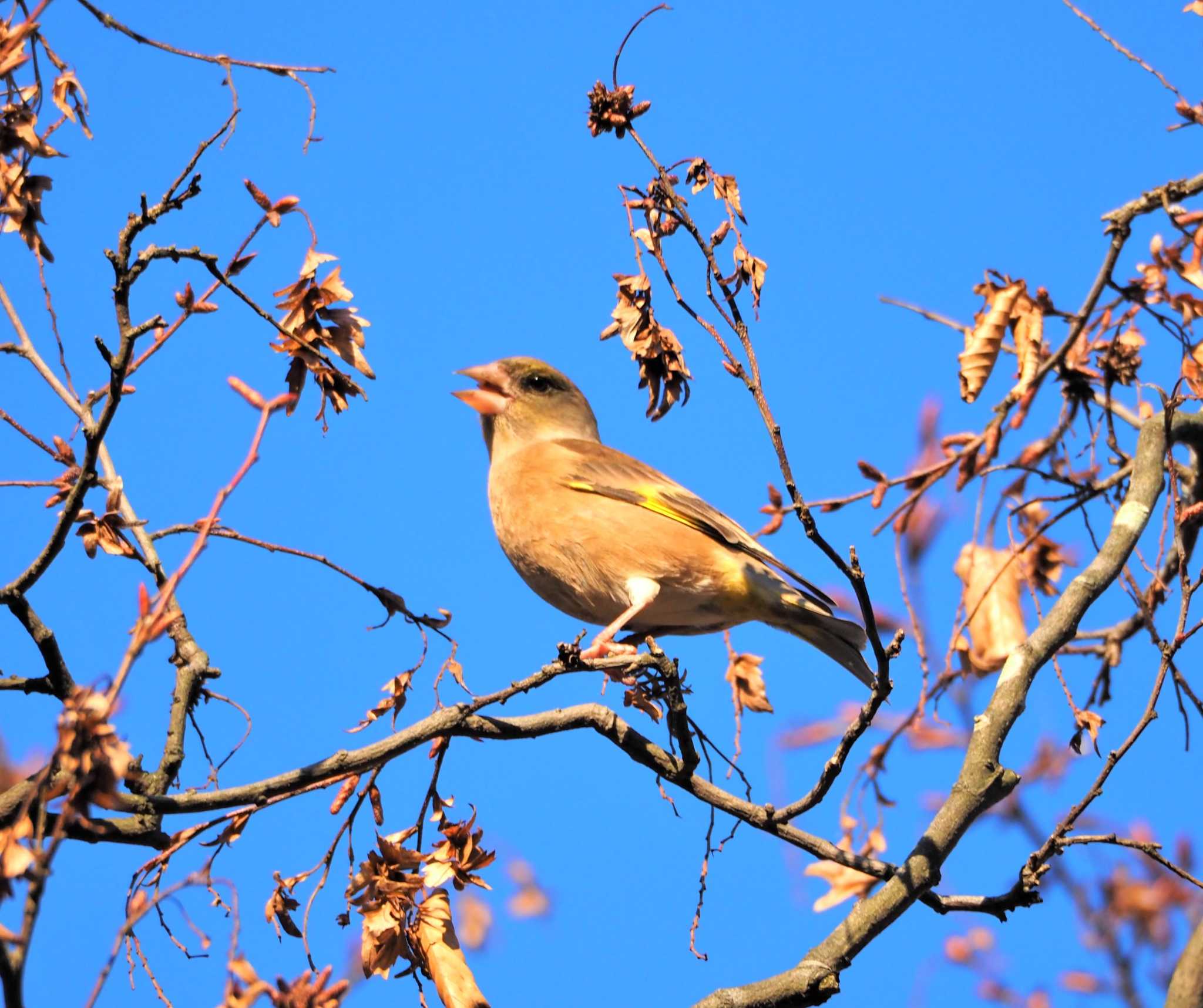 Grey-capped Greenfinch