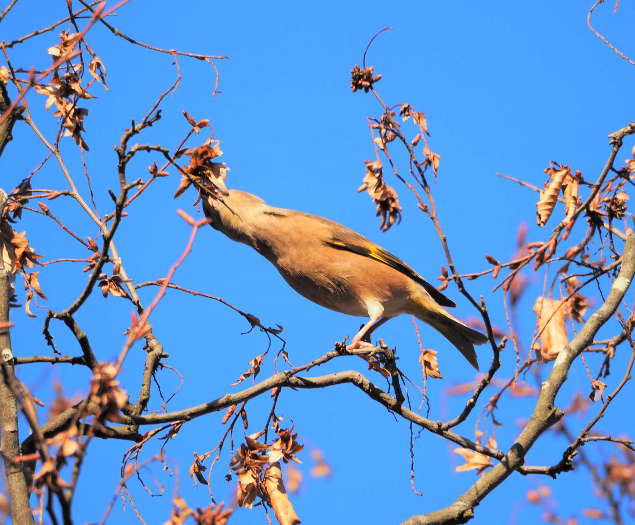 Grey-capped Greenfinch