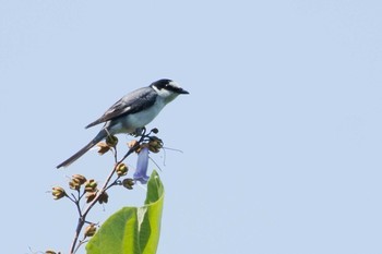 サンショウクイ 滋賀県 2017年6月10日(土)