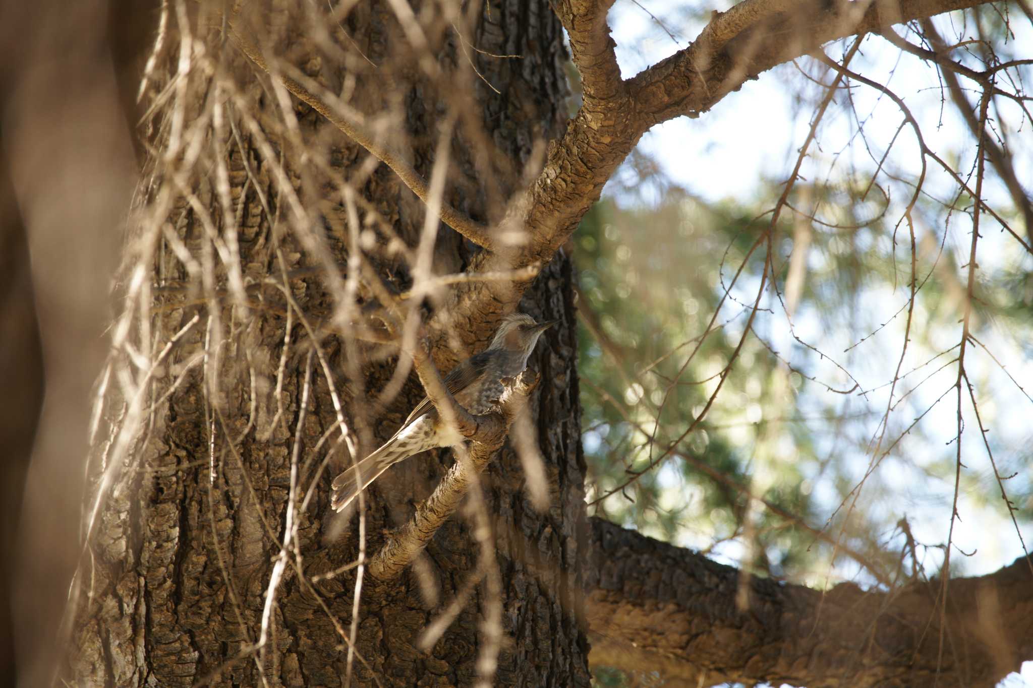 Photo of Brown-eared Bulbul at Hikarigaoka Park by そくば