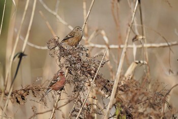 2021年12月19日(日) 北本自然観察公園の野鳥観察記録