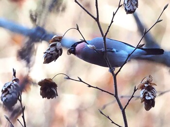 2021年12月19日(日) 早戸川林道の野鳥観察記録