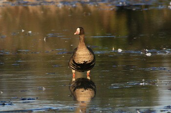 Greater White-fronted Goose 本埜村白鳥の郷 Mon, 12/20/2021