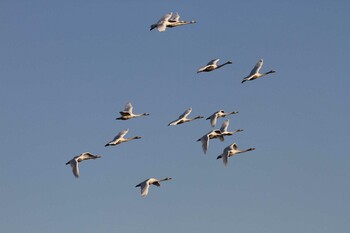 Tundra Swan 本埜村白鳥の郷 Mon, 12/20/2021