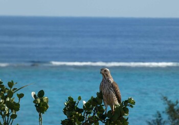 Grey-faced Buzzard Yoron Island Mon, 12/20/2021