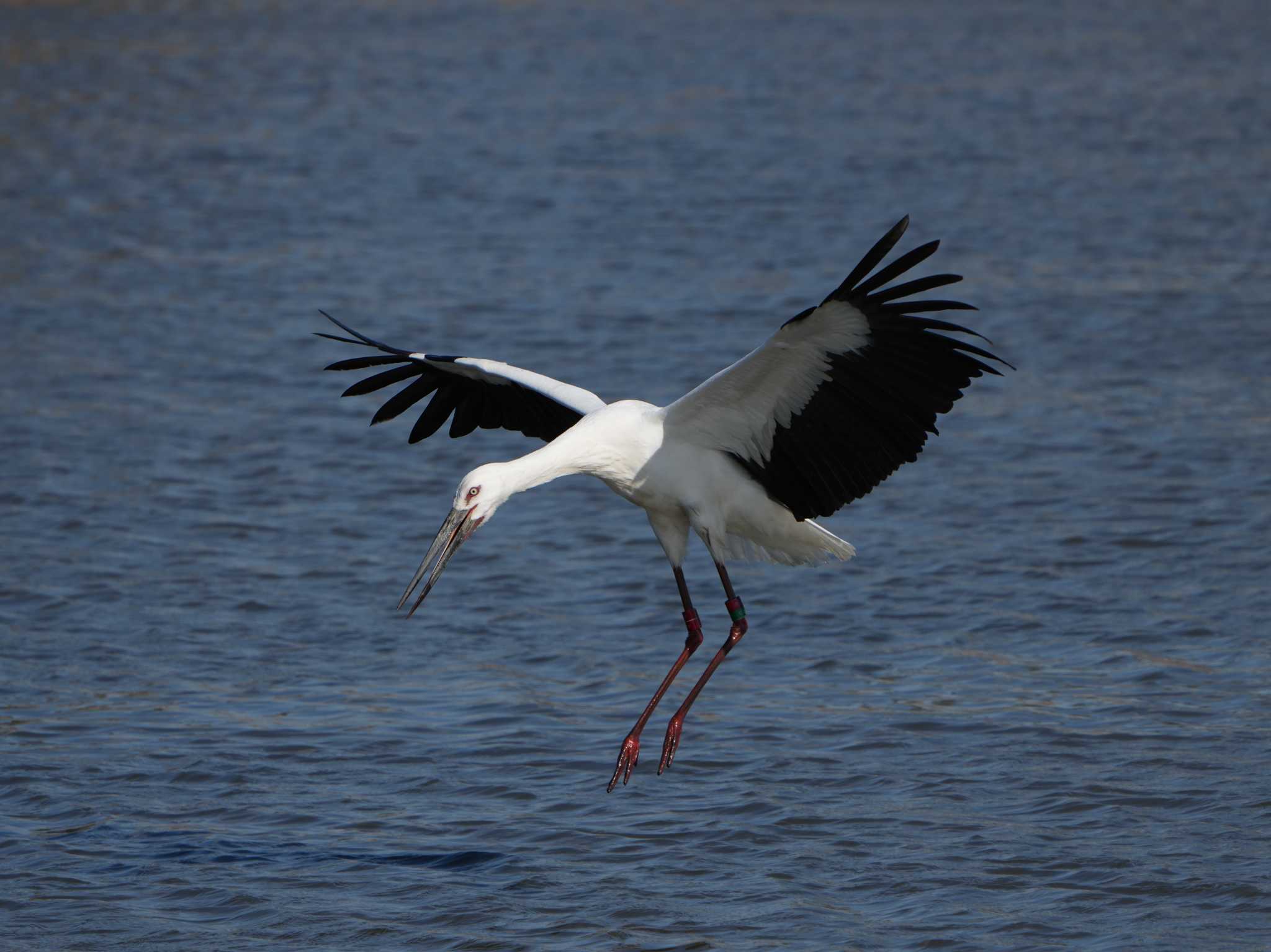 コウノトリ