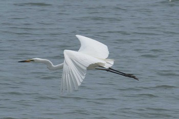 2017年6月10日(土) 琵琶湖宇曽川河口の野鳥観察記録