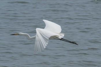 ダイサギ 琵琶湖宇曽川河口 2017年6月10日(土)