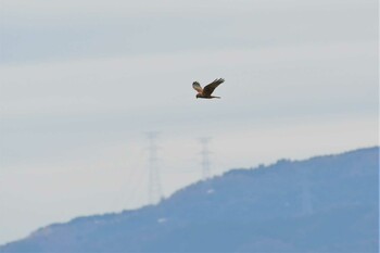 2021年12月20日(月) 河北潟の野鳥観察記録