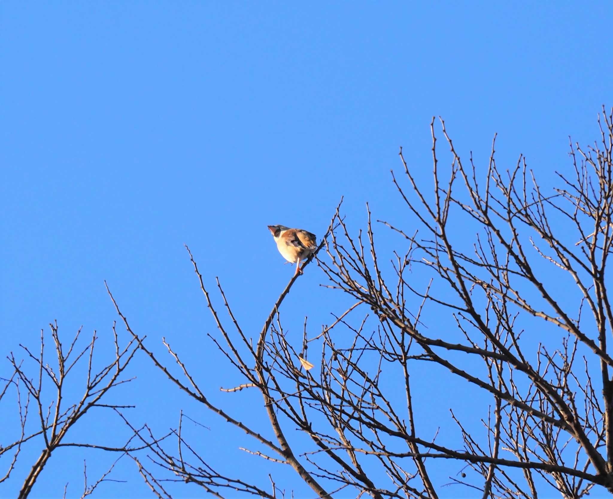 Hawfinch