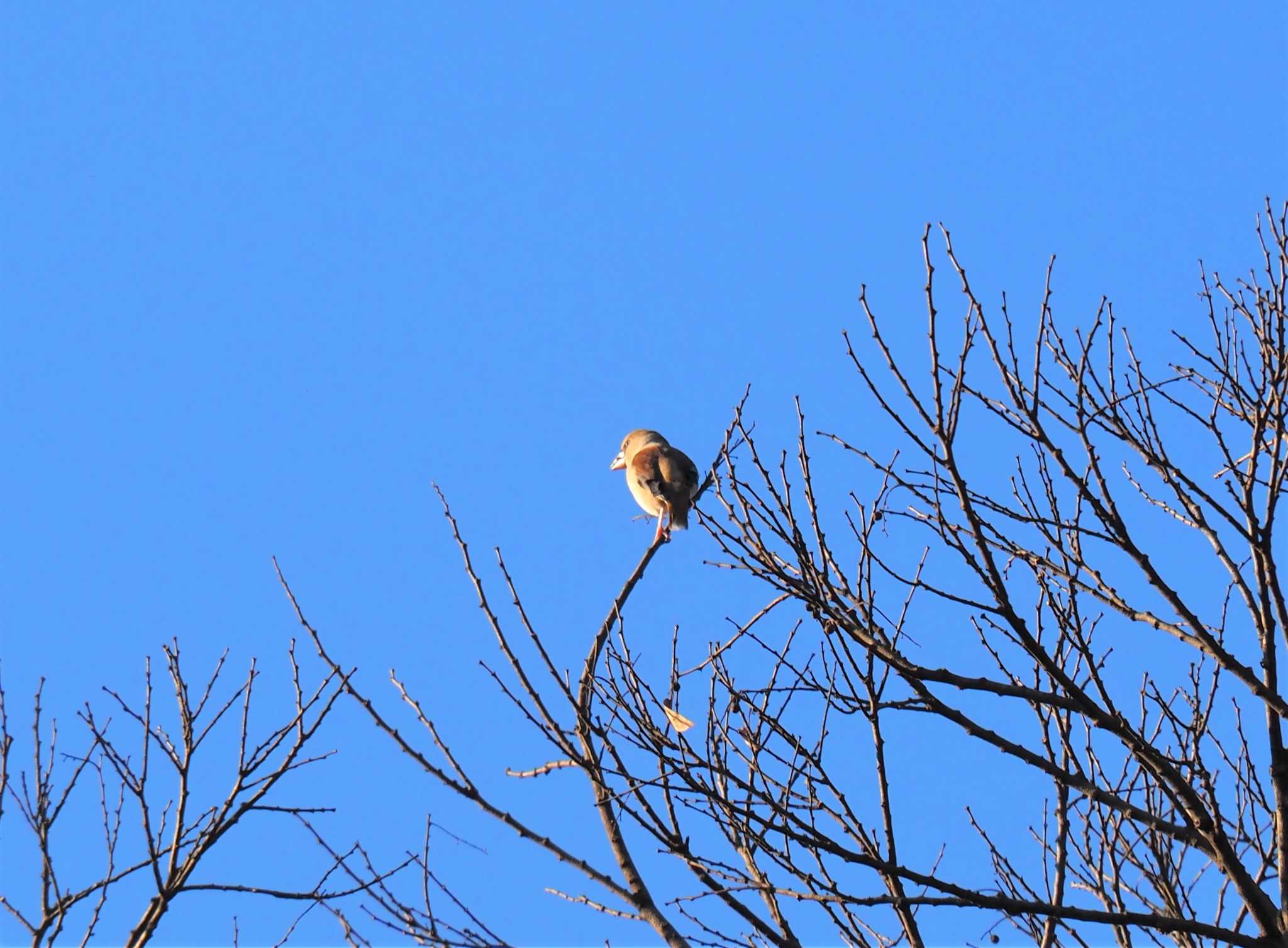 Hawfinch