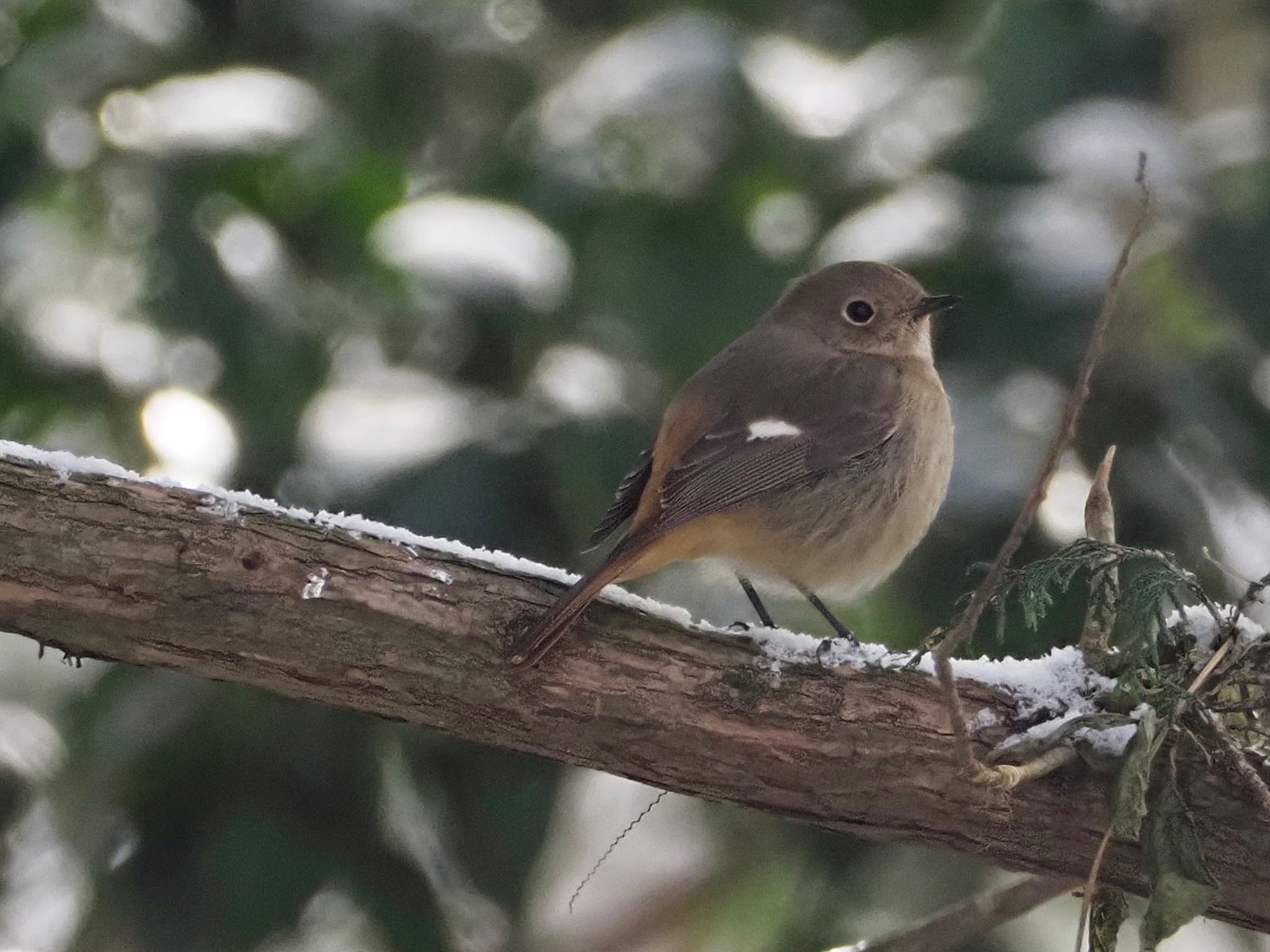 Daurian Redstart