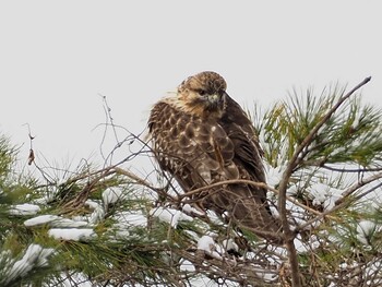 Eastern Buzzard 那須野が原公園 Sat, 12/18/2021