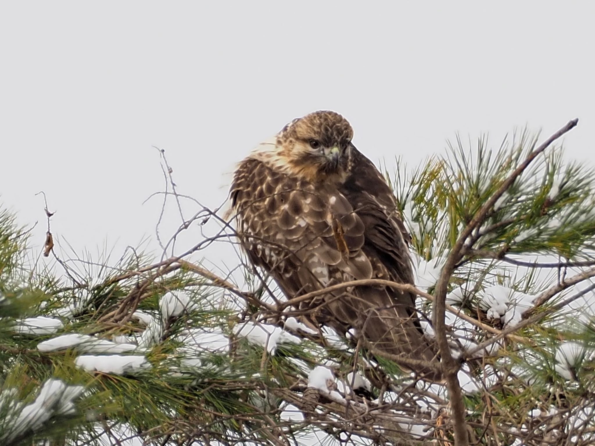 Eastern Buzzard