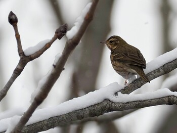 2021年12月18日(土) 那須野が原公園の野鳥観察記録