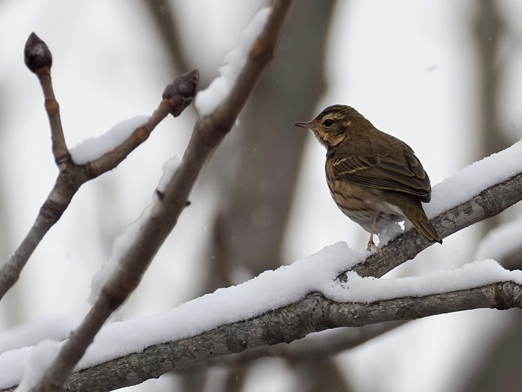 Olive-backed Pipit