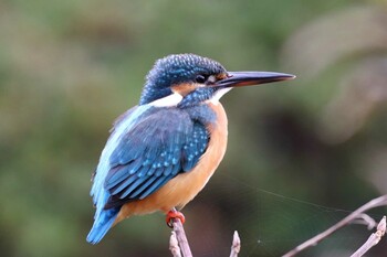 カワセミ こども自然公園 (大池公園/横浜市) 2021年12月17日(金)