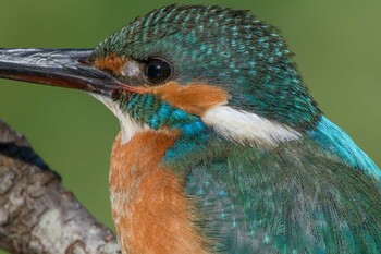 Common Kingfisher 追分市民の森 Sat, 12/18/2021