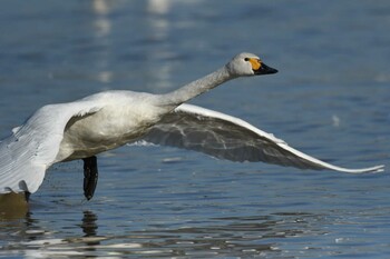 2021年12月20日(月) 本埜村白鳥の郷の野鳥観察記録