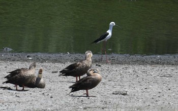 セイタカシギ 東京港野鳥公園 2017年6月10日(土)