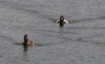 ホシハジロ 東京港野鳥公園 2017年6月10日(土)