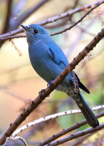 Verditer Flycatcher Unknown Spots Sun, 11/28/2021