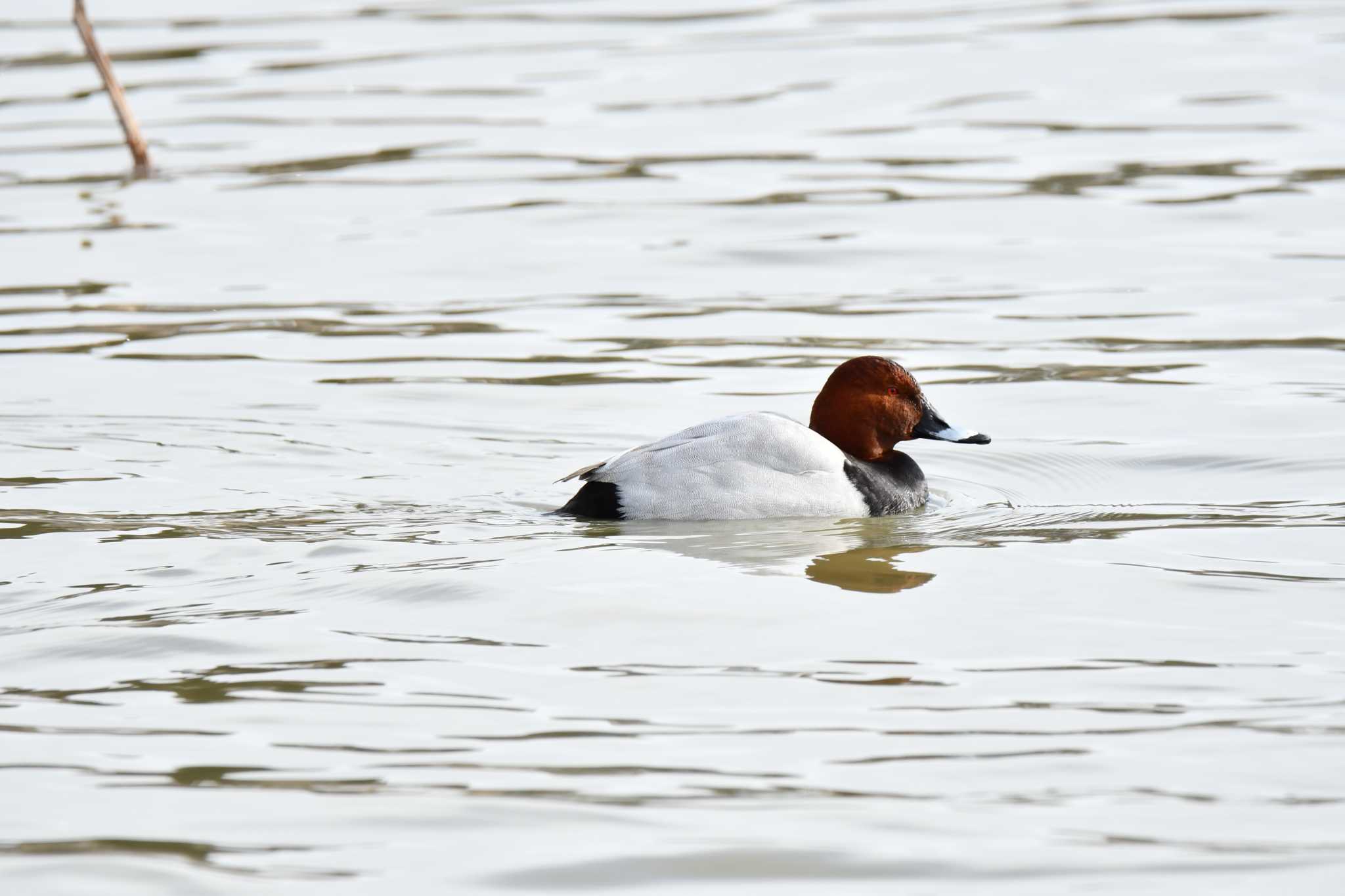 Common Pochard