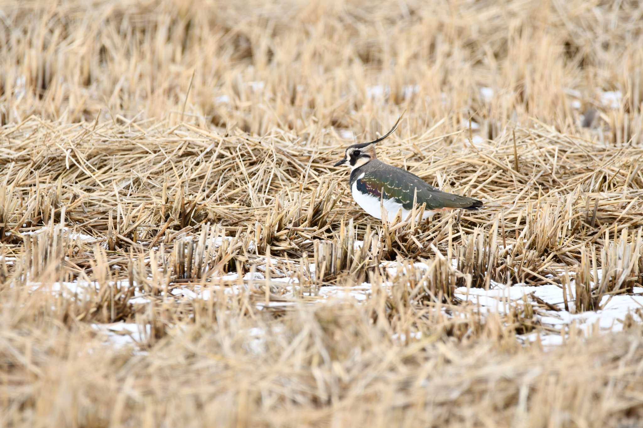 Northern Lapwing