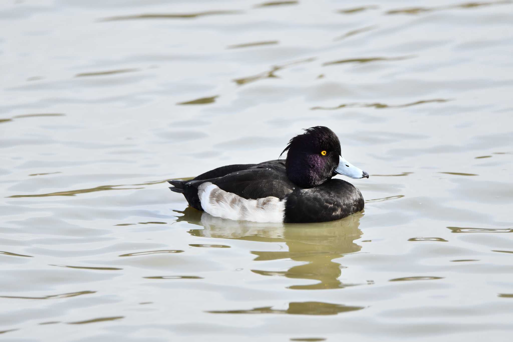 Tufted Duck