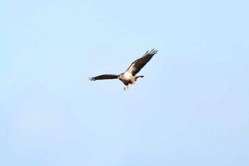 2021年12月18日(土) 蕪栗沼の野鳥観察記録