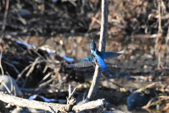 2021年12月19日(日) 杉ノ木貯水池(小諸発電所第一調整池)の野鳥観察記録