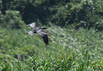 カワウ 東京港野鳥公園 2017年6月10日(土)