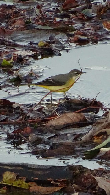 2021年12月20日(月) 多摩川の野鳥観察記録