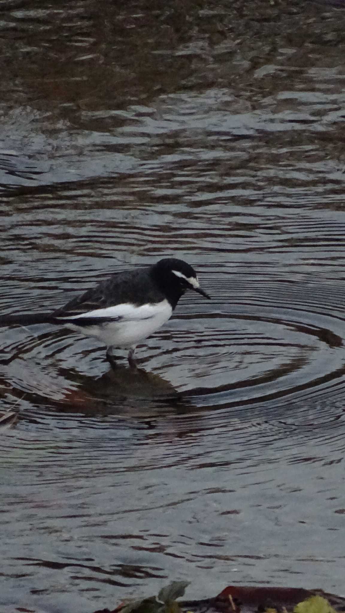 Japanese Wagtail